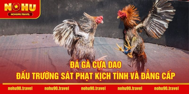 Đá gà cựa dao - Đấu trường sát phạt kịch tính và đẳng cấp