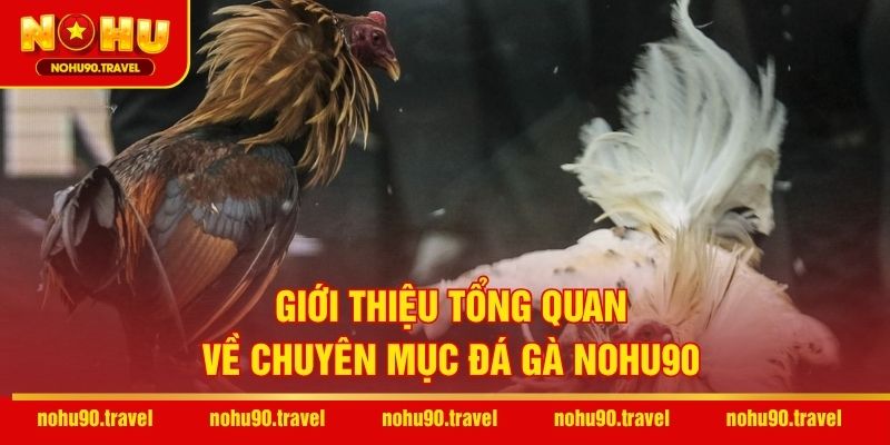 Giới thiệu tổng quan về chuyên mục đá gà NOHU90